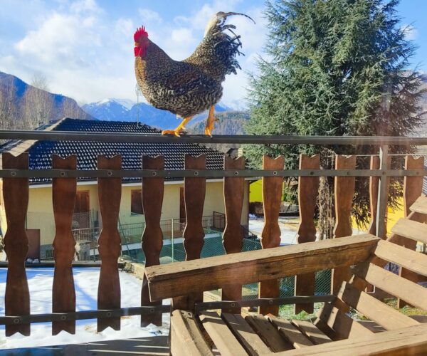 Gallo Amrock